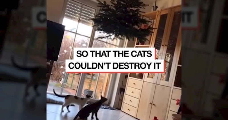 Viralni video: Objesili božićno drvce u nadi da ga mačke neće moći doseći, a onda ih one nadmudrile