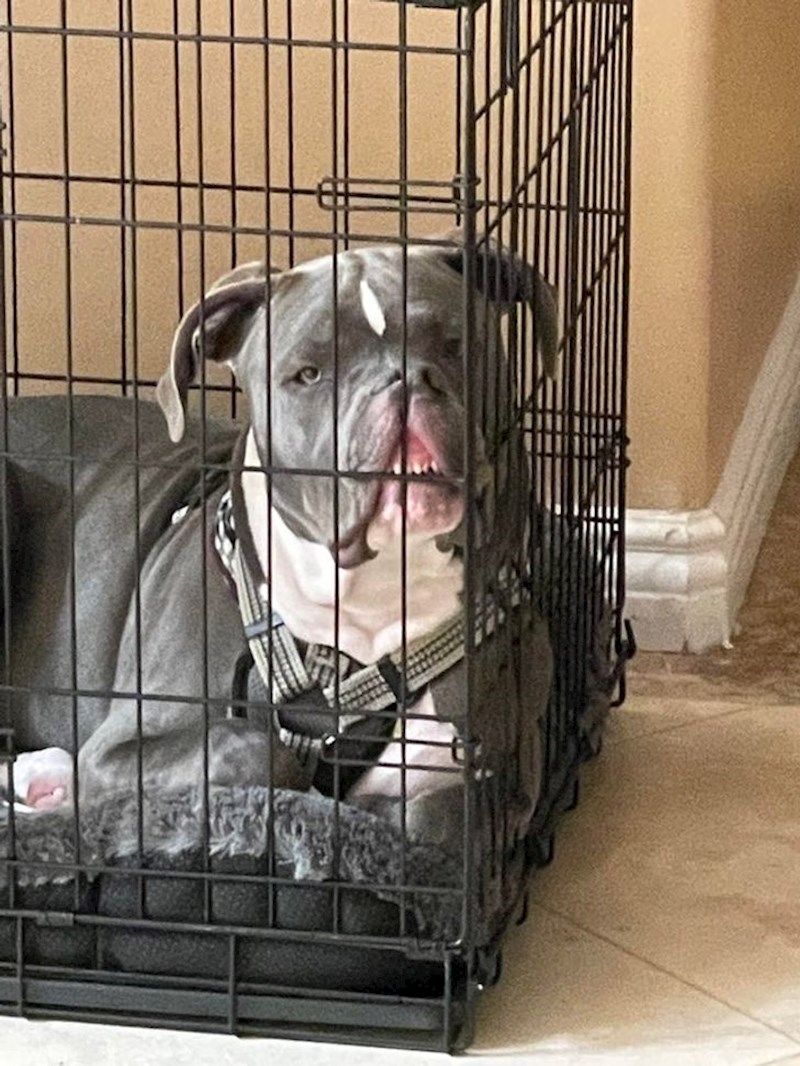 7. "Izgleda kao da mu se nešto gadi"