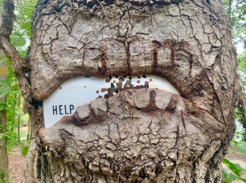 1. Stablo je nastavilo rasti oko ploče.