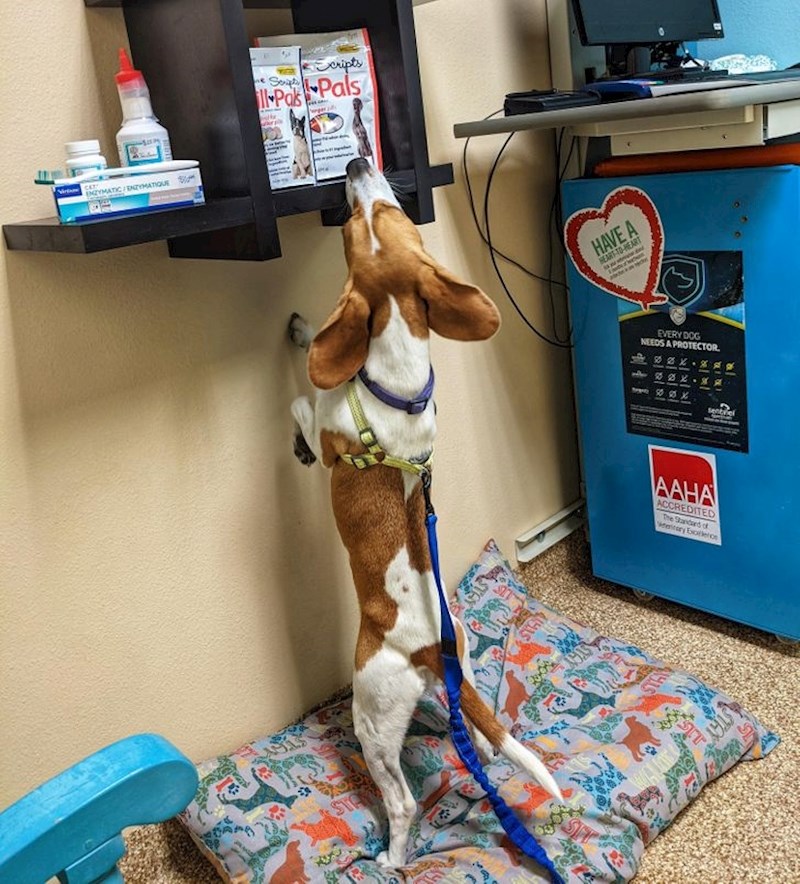 13. "Nakon što sam mu nekoliko puta rekla da sjedne, odlučio je iskušati sreću i pokušati ukrasti poslastice kod veterinara"