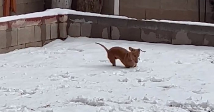 Video psića koji se obožava igrati na snijegu oduševio tisuće, a sigurno će i vas