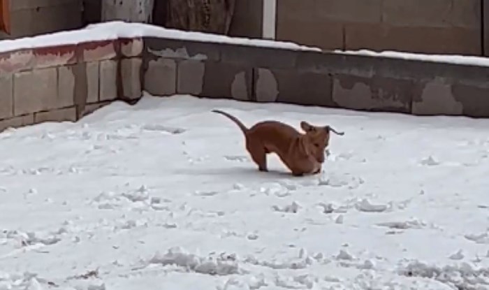 Video psića koji se obožava igrati na snijegu oduševio tisuće, a sigurno će i vas