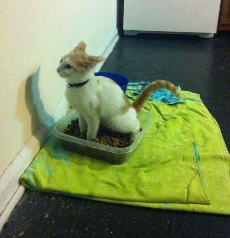 Nekome se očito ne sviđa hrana...