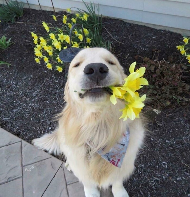 "Kad ovako izgleda ne mogu se ni ljutiti što je kopao po cvijeću"