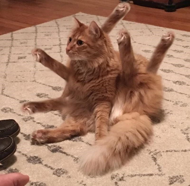 "Naš mačak na ovoj slici definitivno ima previše nogu."