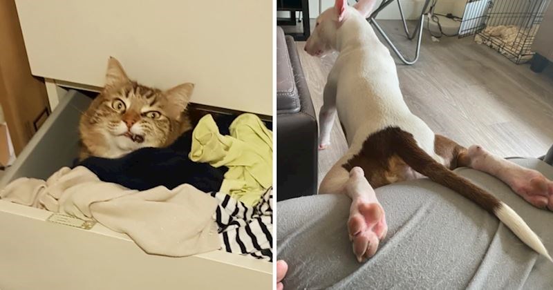 15 puta kada su životinje vlasnike nasmijale svojim blesavim ponašanjem, a vjerojatno će i vas