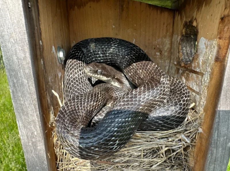 "Išla sam provjeriti kako su jaja u gnijezdu koja sam napravila i onda me dočekao ovaj prizor. Naravno da nije ostalo ni jedno jaje..."