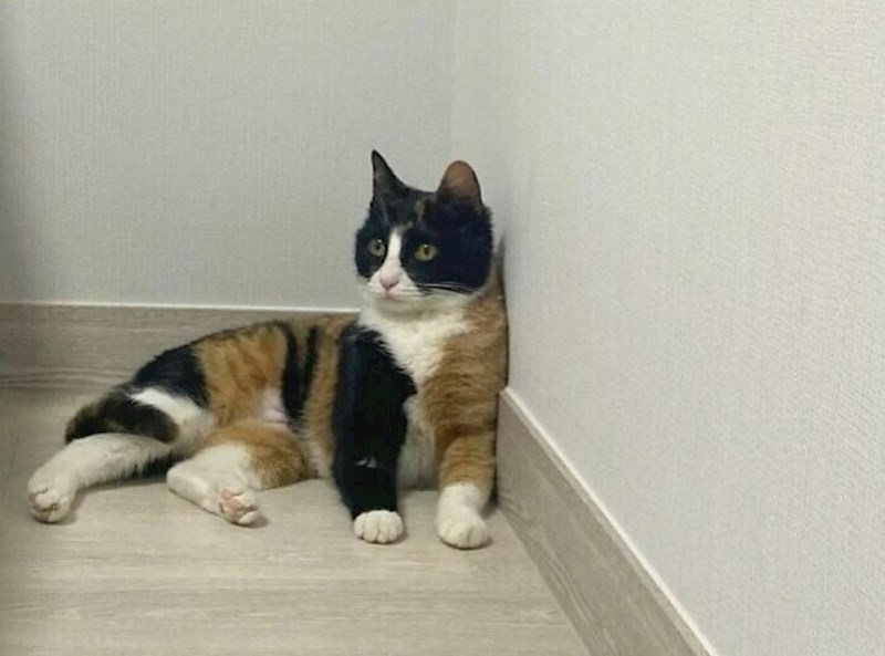 15. Šarene mačke su uvijek jako zanimljive, svaka je jedinstvena!