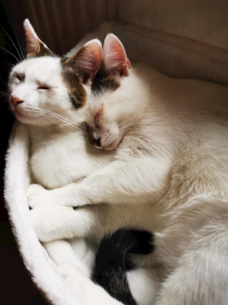 "Mislim da mi je ovo njihova najdraža fotografija"