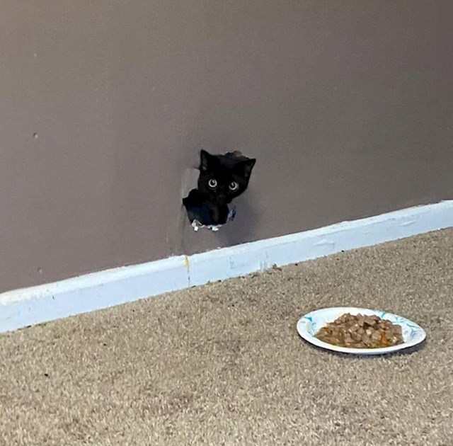 1. Napravila je rupu u zidu i nije htjela izaći pa su je namamili hranom