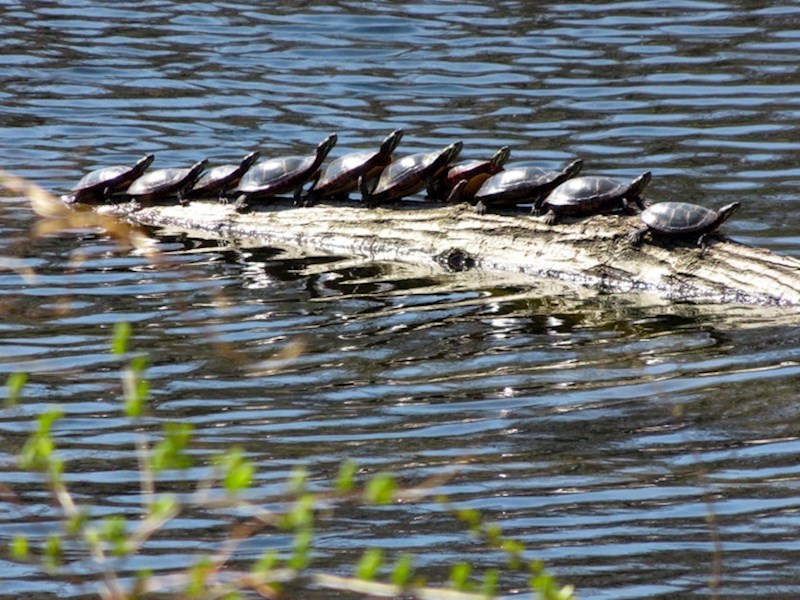 7. "Ovo nisu leđa krokodila već male kornjače"