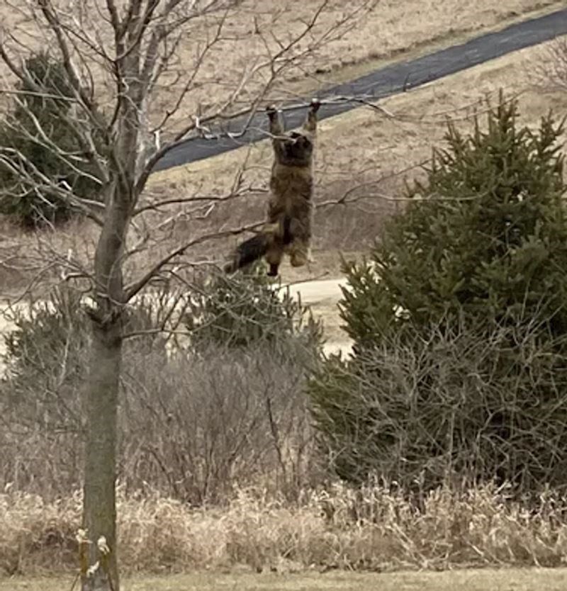 6. "Nismo mogli pronaći mačka, a onda smo pogledali kroz prozor..."