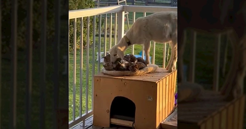 Video koze koja se došla maziti s mačićima oduševila ljude, preslatka snimka će vam ljepšati dan