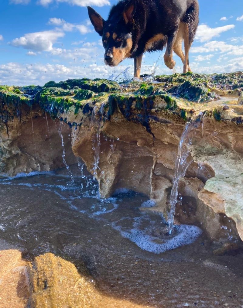 Izgleda kao da se divovski pas nalazi na vrhu vodopada.