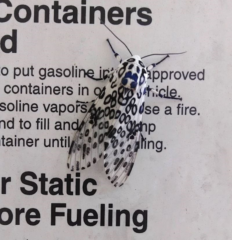 10. Moljac se savršeno kamuflirao