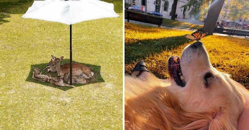 10 nevjerojatno slatkih fotografija životinja koje će vam automatski popraviti raspoloženje i dan