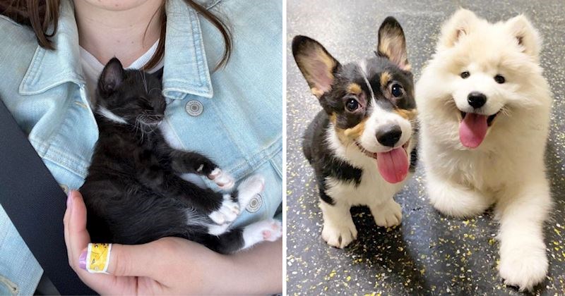 15+ nevjerojatno slatkih fotki koje dokazuju da nam životinje uvijek mogu popraviti raspoloženje