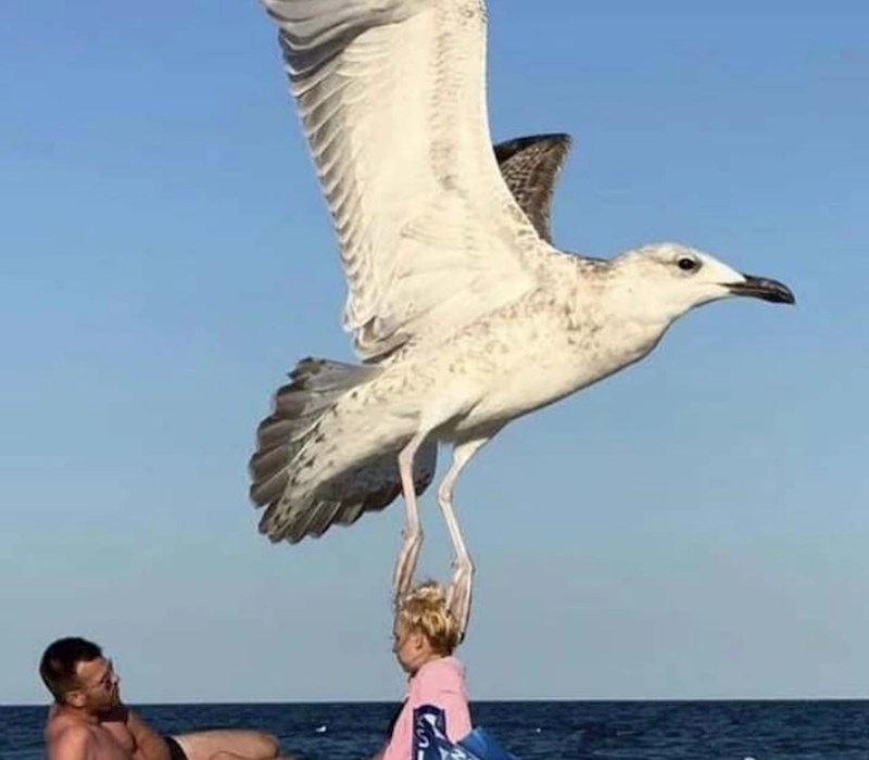 1. Izgleda kao da ju je galeb uhvatio