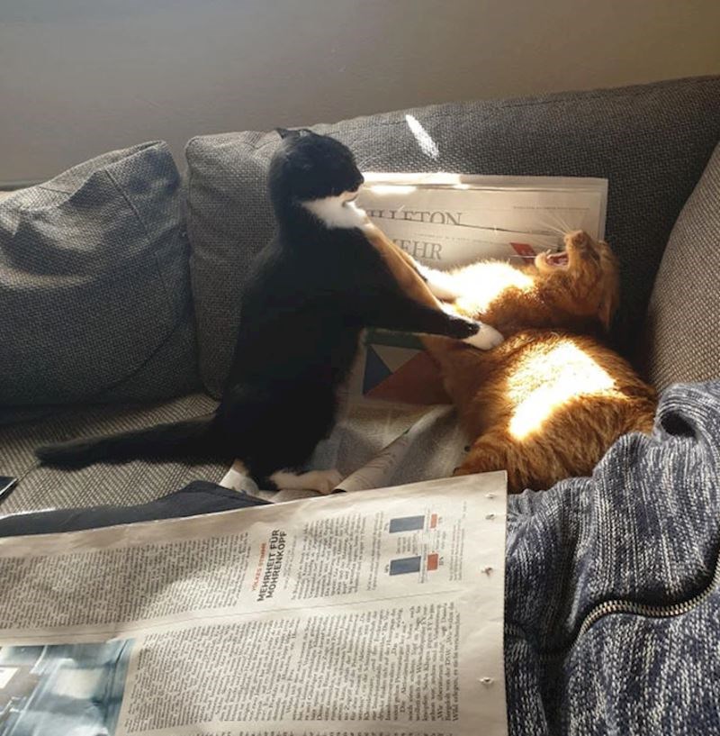 6. Potući će se zbog gluposti. Primjerice, ove mačke su se posvađale jer se nisu mogle dogovoriti koja će spavati na novinama