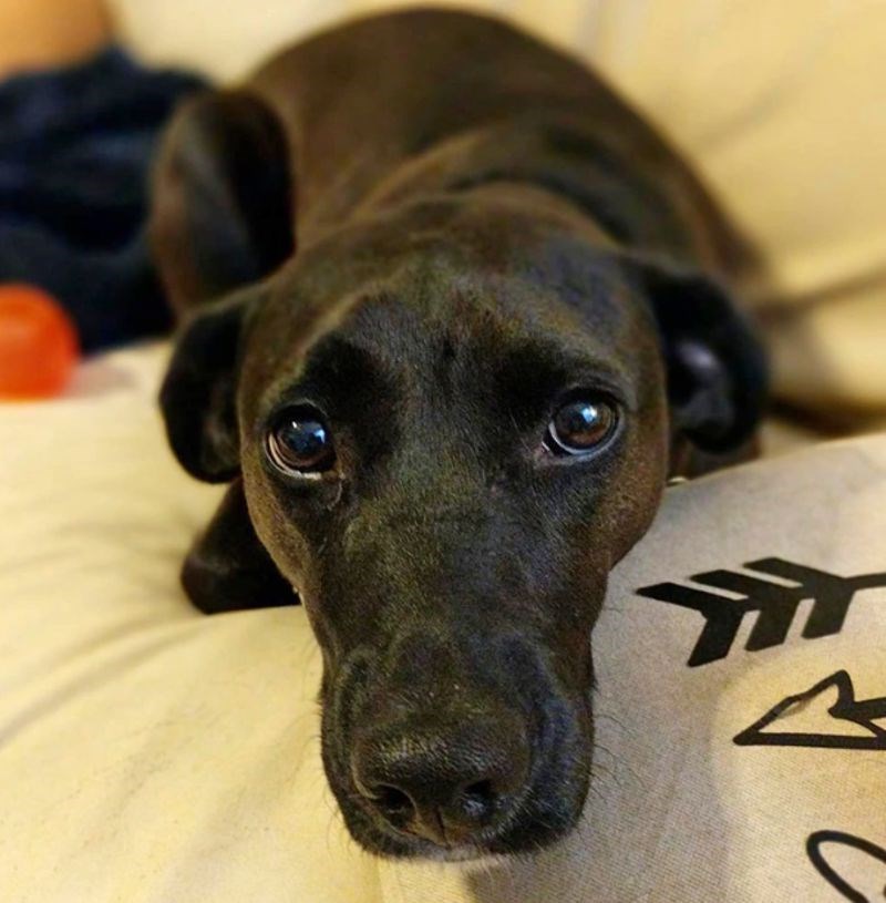 "Ovako me gleda svaki put kad se spremam na posao."