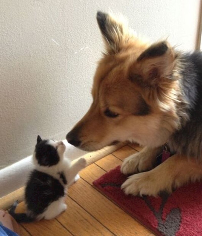 4. "Moj pas je oduševljen mali mačićem kojeg sam nedavno pronašla"