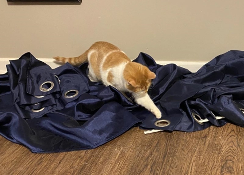 "Srušio je zavjese, pogledao me i samo se počeo igrati s njima."