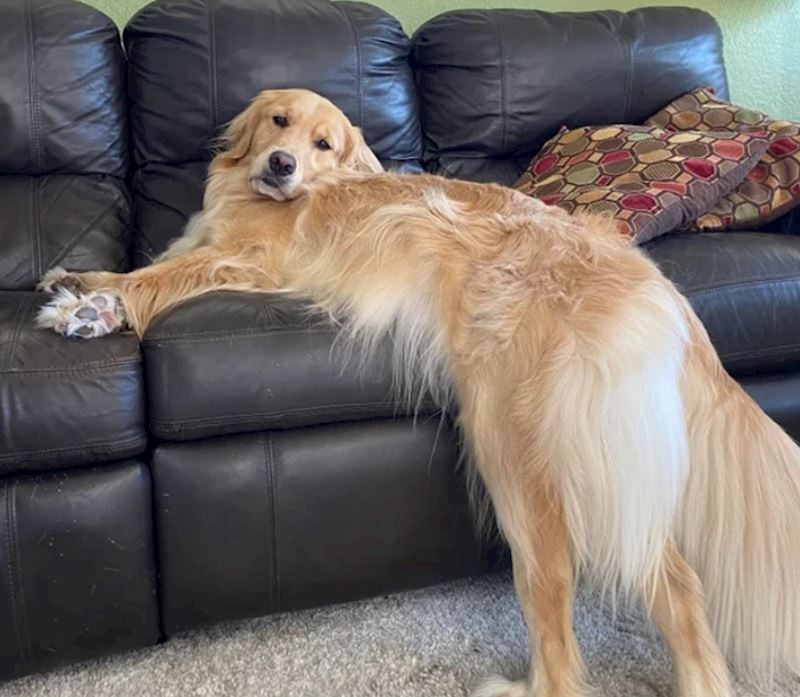 9. "Ne smije na kauč pa ovako "krši" pravila"