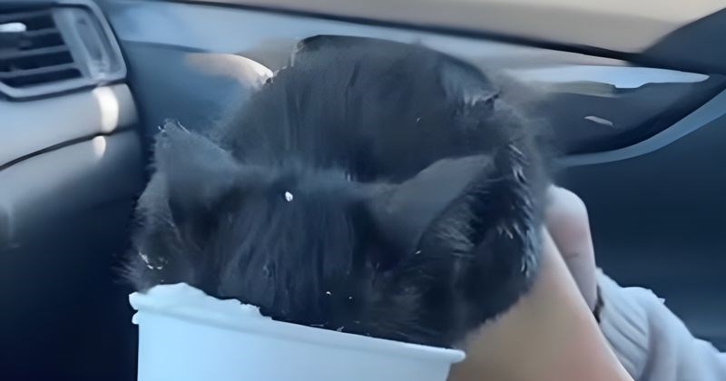 Mačić je prvi put probao piće za kućne ljubimce, prasnut ćete od smijeha kad izvadi glavu iz čaše