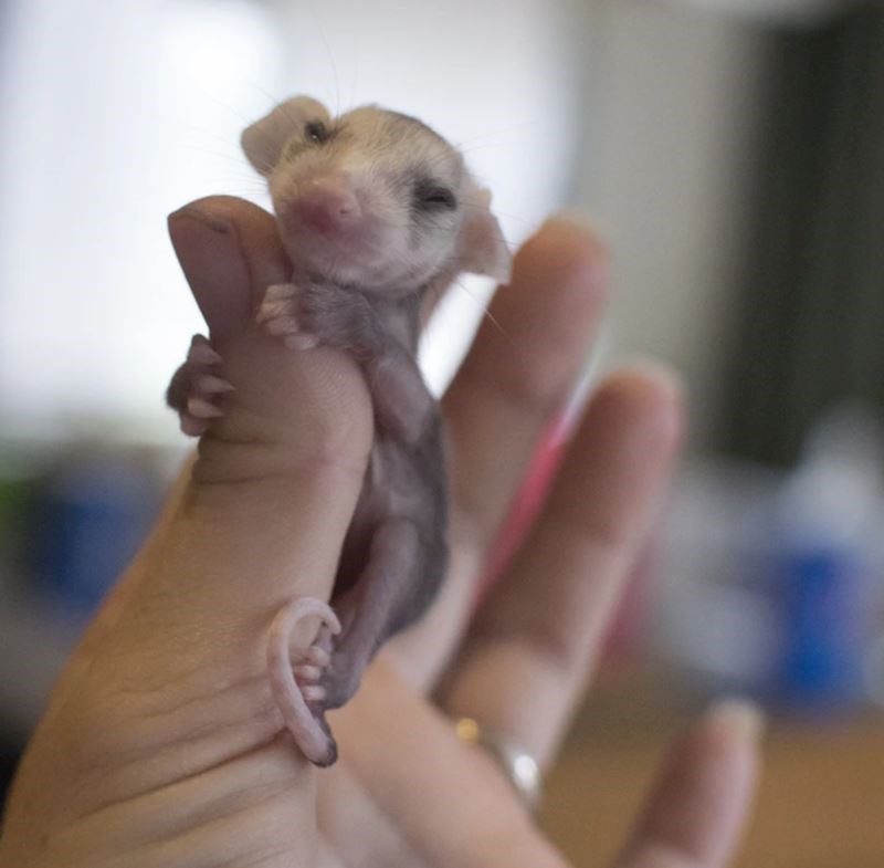 4. Mislili smo da su odrasli oposumi slatki, a onda smo vidjeli mladunčad