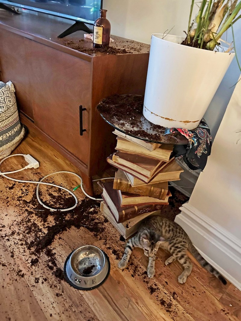 17. Točno znamo kako se osjećaju vlasnici ove mačke...