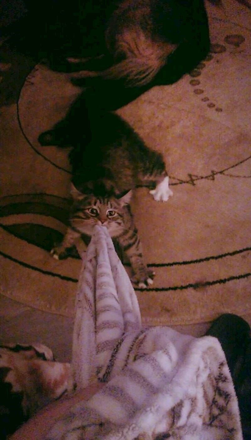 7. "Probudio me u pet ujutro..."