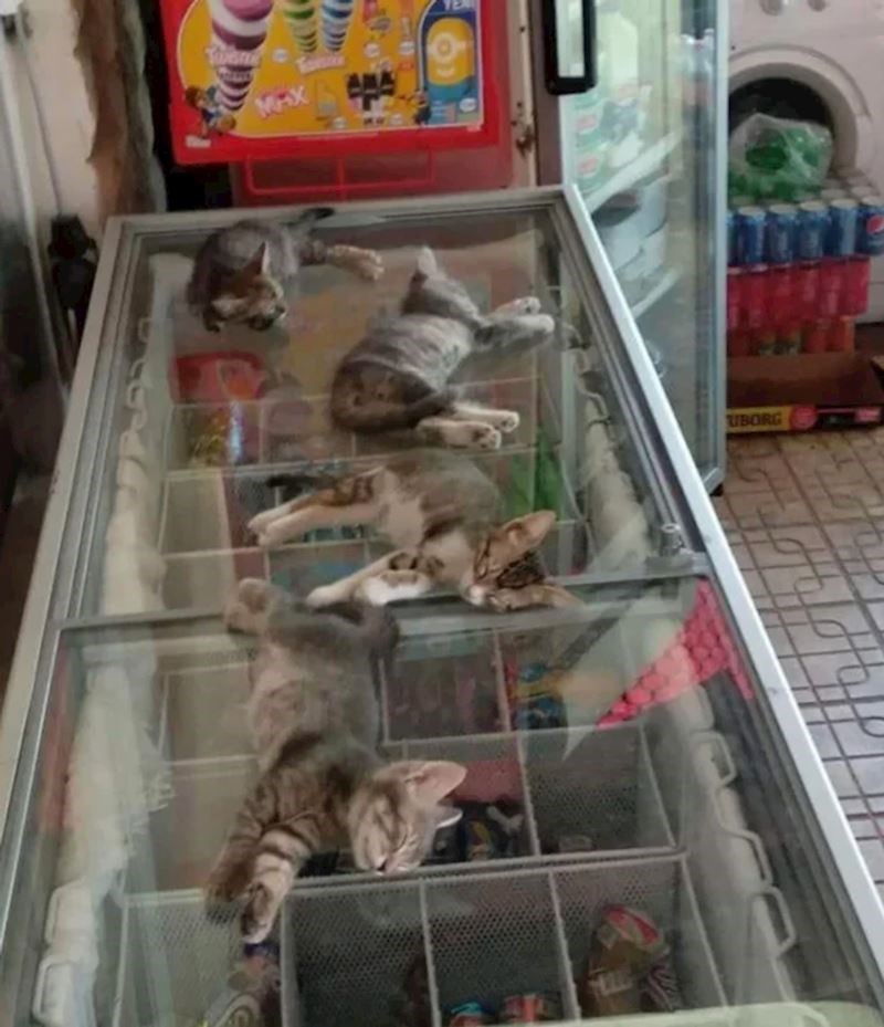 7. "U kvartovskom dućanu vlasnici puštaju mačke da budu na hladnom dok je vani vruće. Ovo mi je popravilo dan"