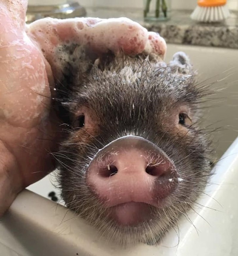 8. "Vrijeme za kupanje za Ruby"