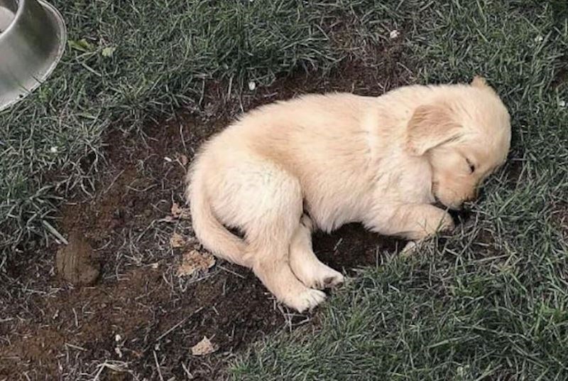 Kako je samo preslatko zaspao