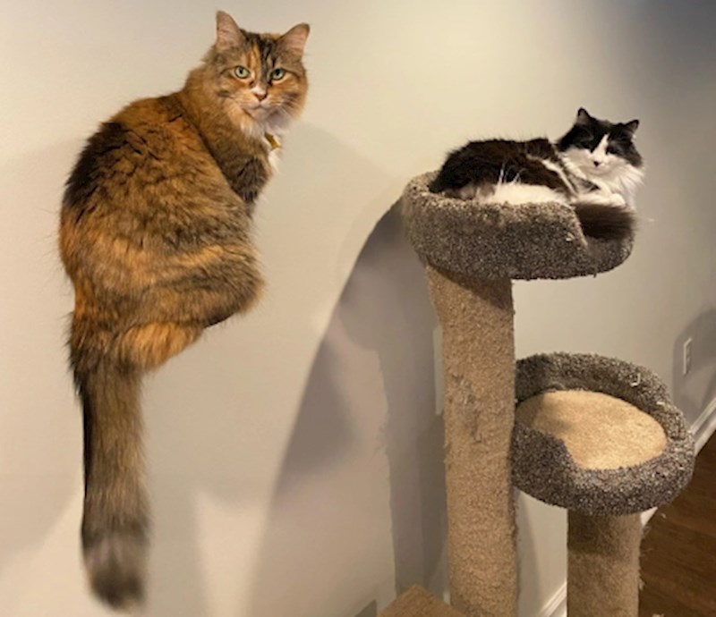 2. "Jedna moja mačka očito može lebdjeti"