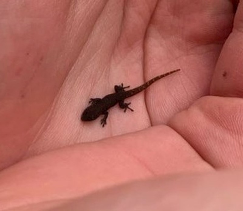 "Moja ljubimica je danas dobila svoje mlado, u obitelji su sada dva gekona"