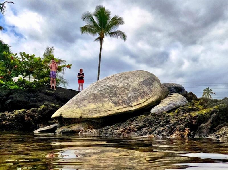8. "Kornjača iz ovog kuta izgleda ogromno"