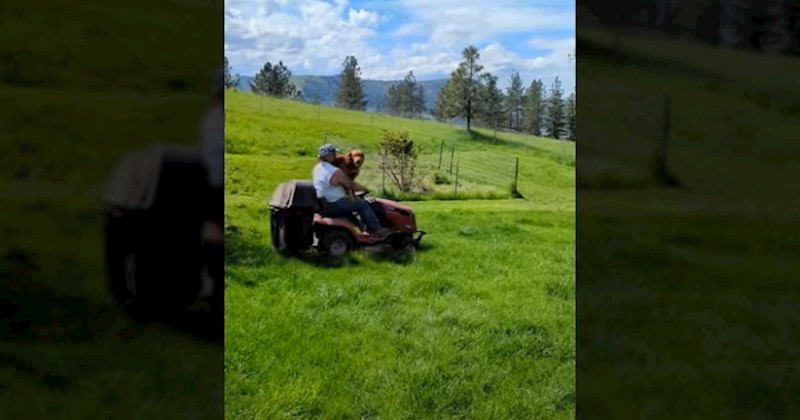 Snimka psa koji se obožava voziti na kosilici postala viralni hit, izmamit će vam osmijeh na lice
