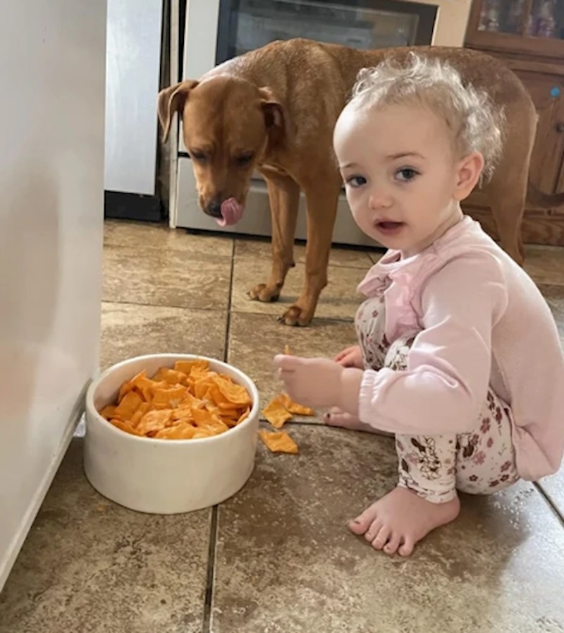 Htjela je nahraniti psa čipsom