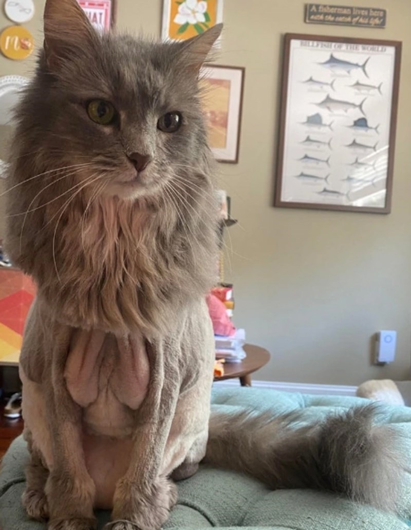 3. "Vodila sam mačka na šišanje. Sad se ne mogu prestati smijati."