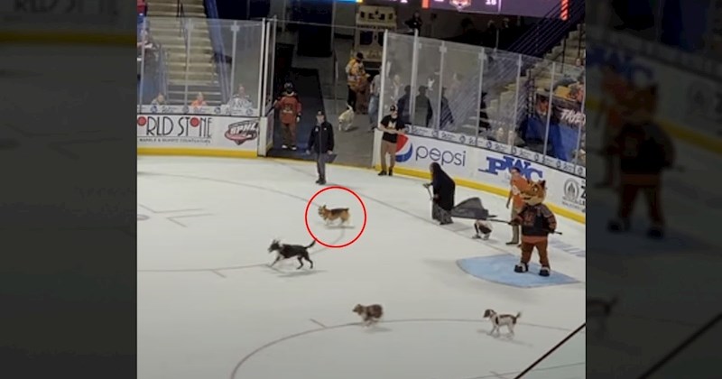 Organizirali utrku pasa na ledu, ali nisu očekivali ovakav kraj. Snimka će vas nasmijati do suza