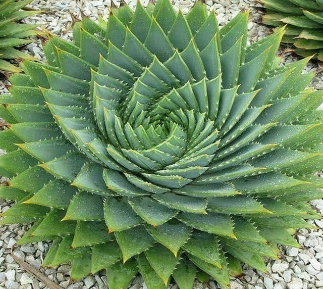 8.