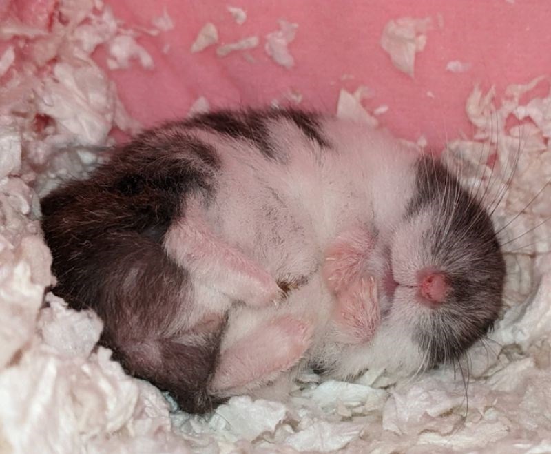 Baš se ušuškao 🥰