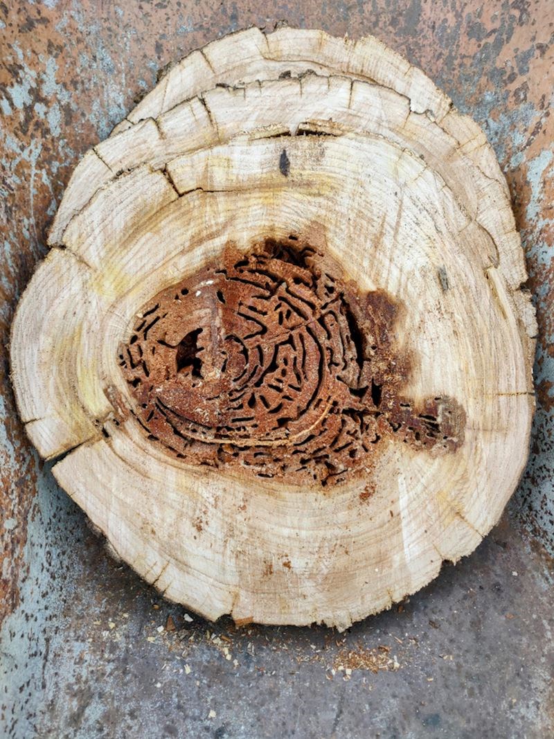 5. Još jedan predivan rezultat rada mrava