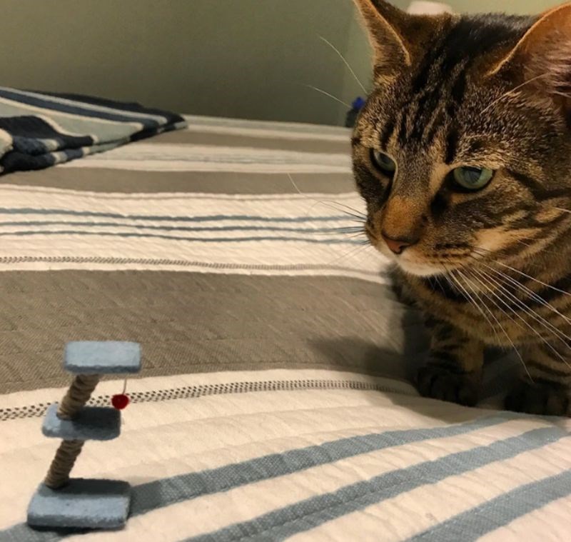 3. "Naručila sam penjalicu za mačku. Točnije, mislila sam da sam naručila penjalicu za mačku."