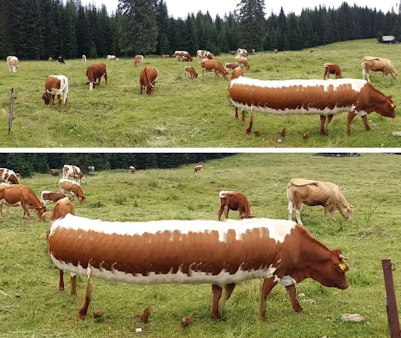 "Snimali smo panoramu i onda vidjeli pravu 'poslasticu'..."