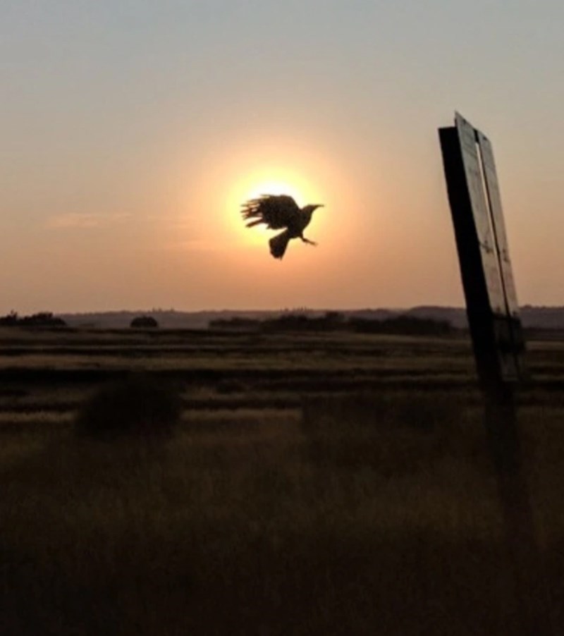 4. "Ptica mi je doslovce uletjela u kadar dok sam pokušavao uhvatiti zalazak sunca iz auta."