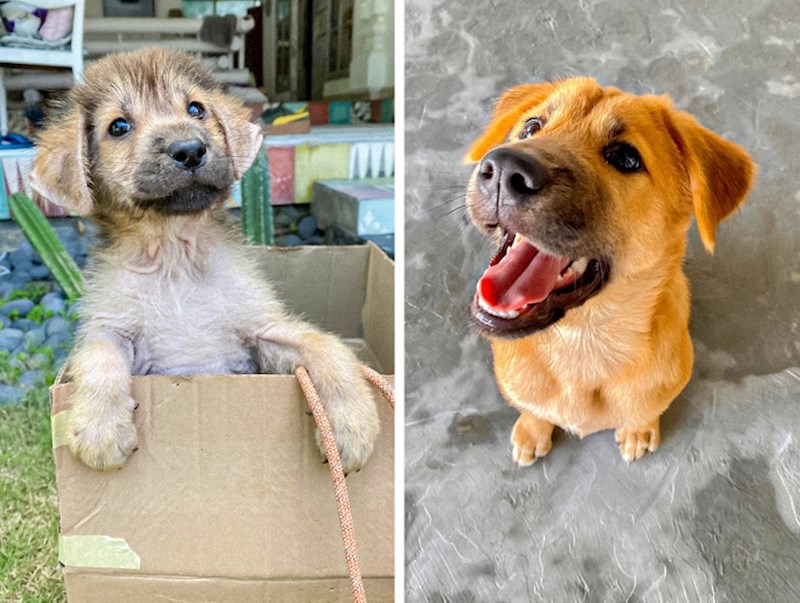 Od preslatke lutalice do najboljeg prijatelja