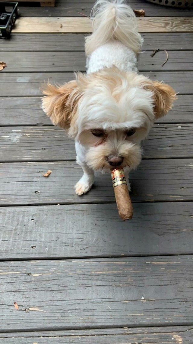 20. Pronašao je cigaru i počeo je nositi po dvorištu, pravi šef!
