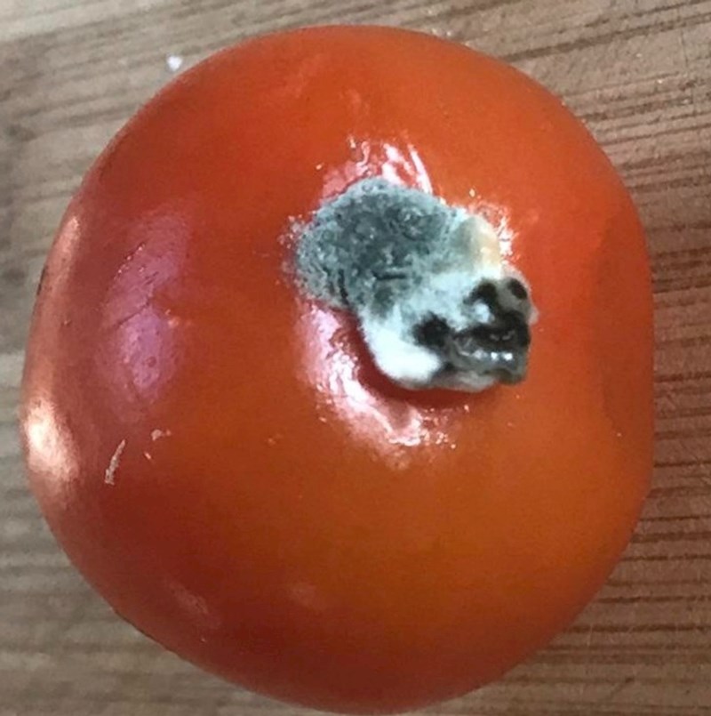 "Našao sam baš neobičnu rajčicu. Plijesan izgleda kao magareća ili pseća glava"